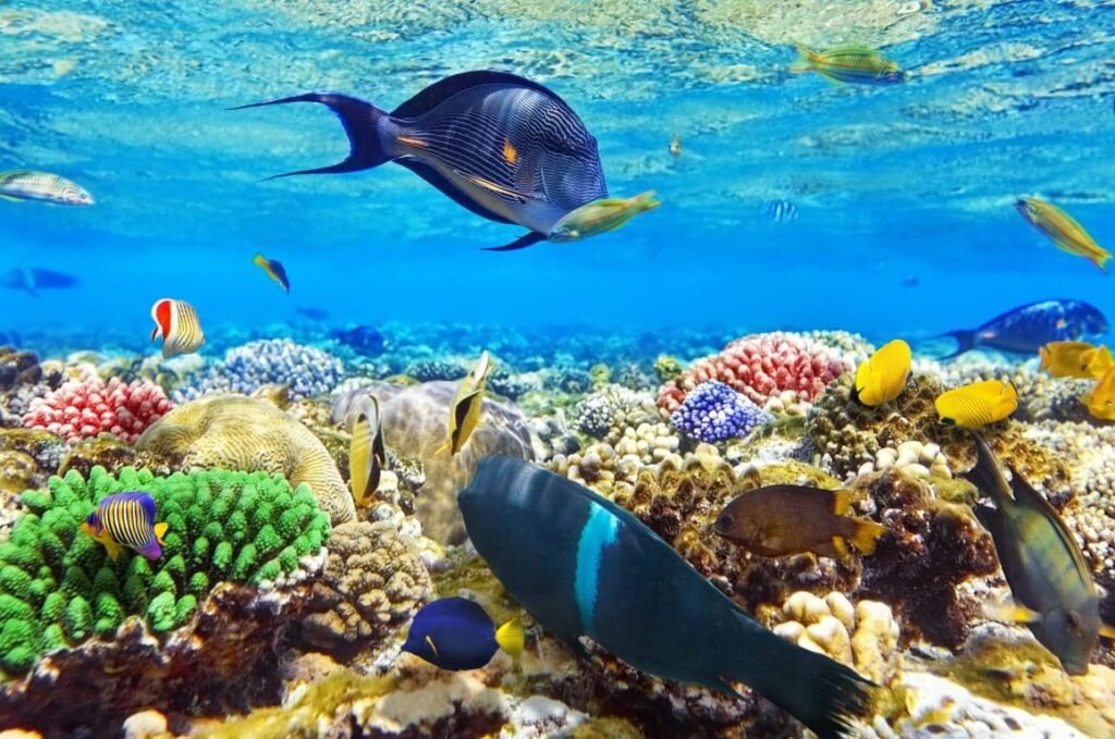 Wycieczka do parku koralowego Sharm el Naga