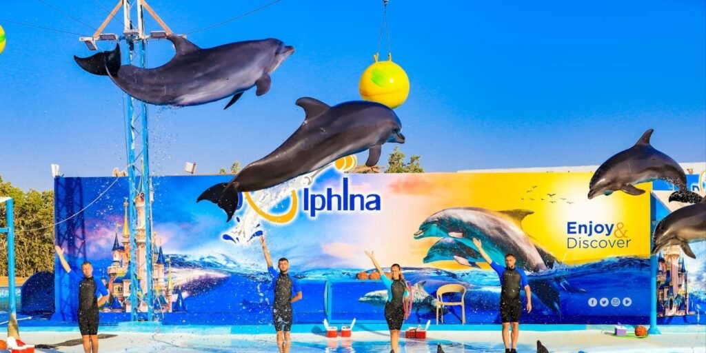 Delfinarium - Dolphin Show w Hurghadzie