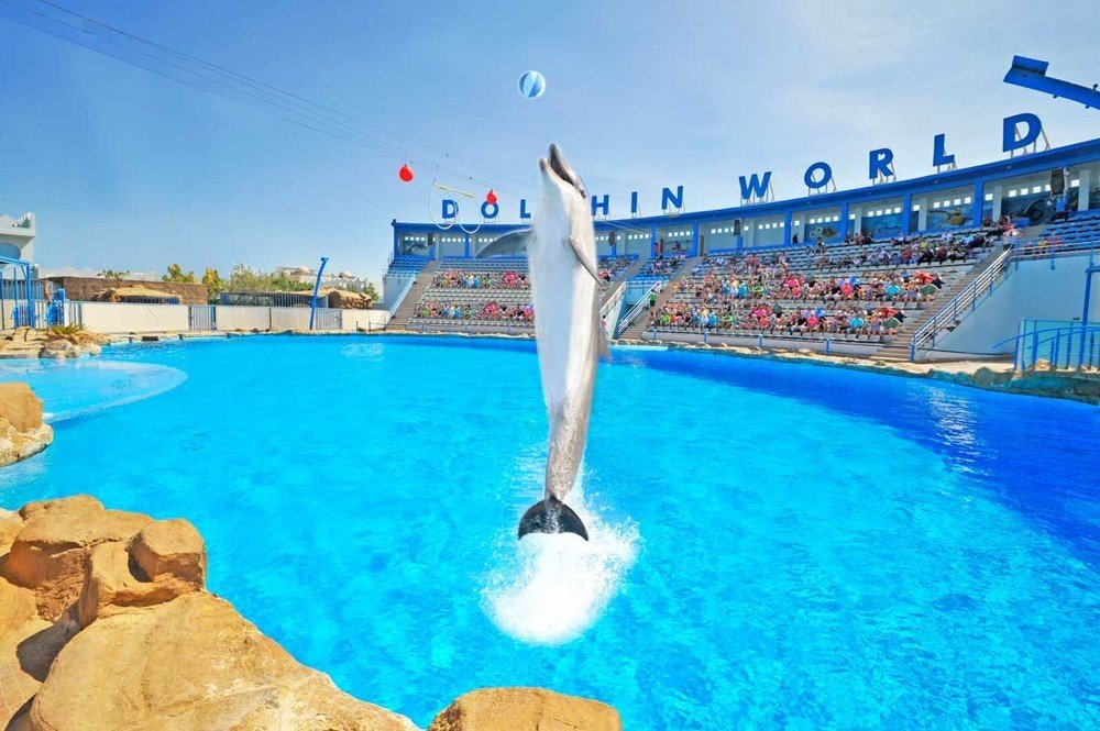 Delfinarium - Dolphin Show w Hurghadzie